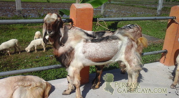 Kambing Hamil Tanpa di Kawinkan