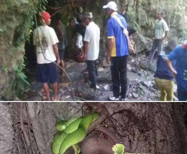 Mistis Lokal : Istana Ular di NTT